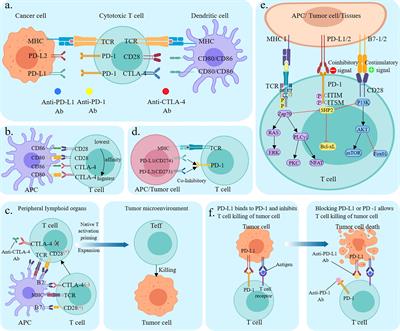 Current status of clinical trial research and application of immune checkpoint inhibitors for non-small cell lung cancer